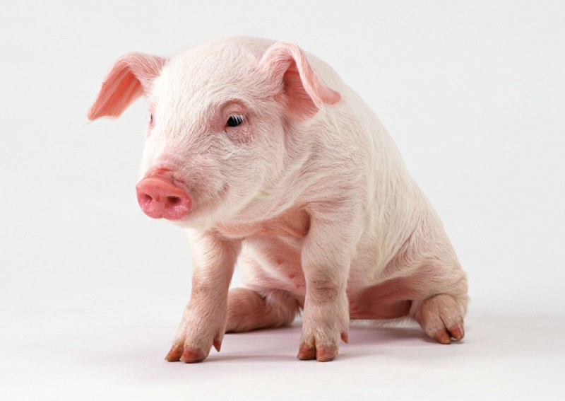 Create meme: pig , erysipelas of pigs, pig 