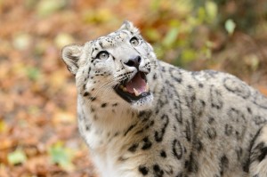 Create meme: IRBIS snow leopard, snow leopard
