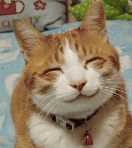 Create meme: Smiling cat