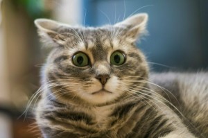 Create meme: the surprised cat, surprised kitty, cat