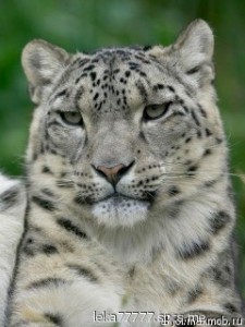 Create meme: animals animals, snow leopard, snow leopard and lynx