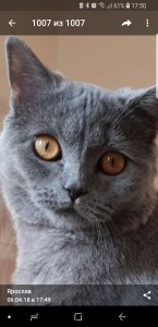 Create meme: chartreux, british shorthair cat