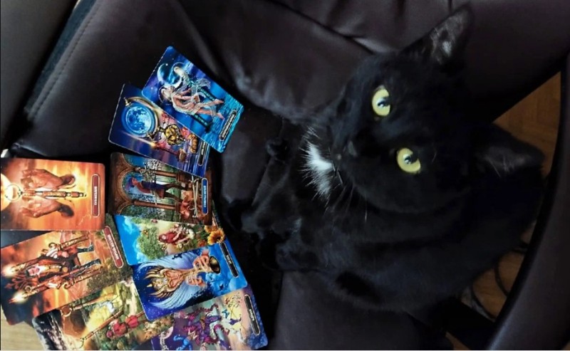 Create meme: tarot cat black, black cat , cat 