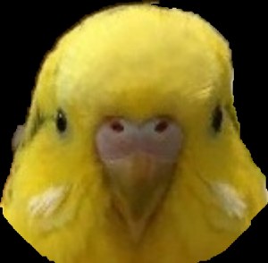 Create meme: budgerigar, parrot, the cere