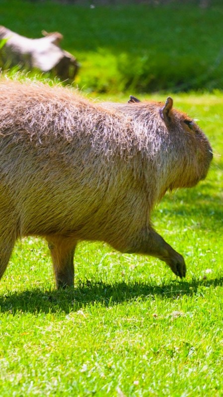 Create meme: big capybara guinea pig, large capybara guinea pigs, big capybara