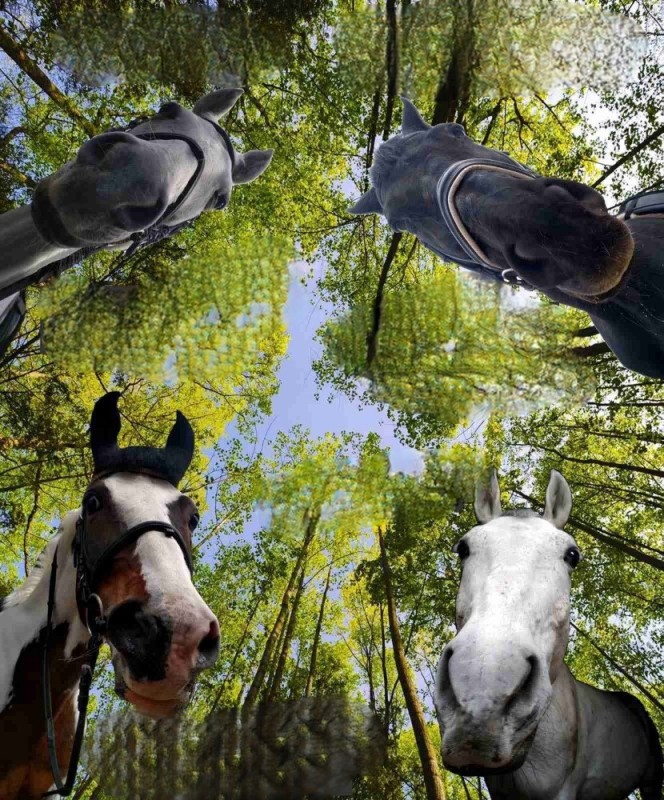 Создать мем: лошадь в осеннем лесу, лошадь, мем конь