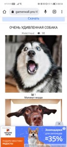 Create meme: surprised husky, talking dog, dog husky