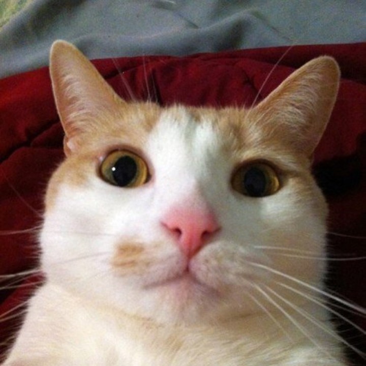 Создать мем "котейка, Cat Selfies, cat". 