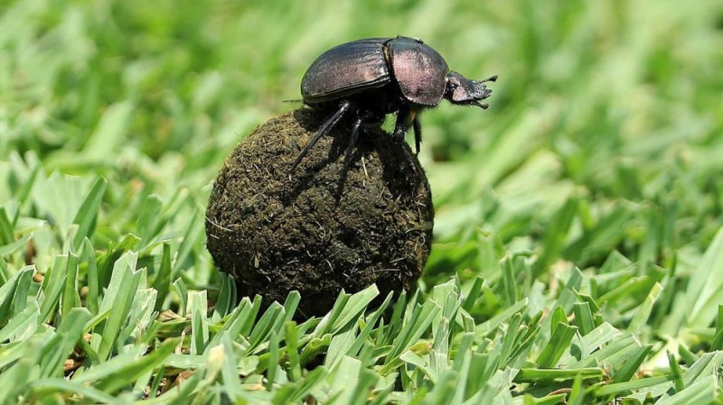 Create meme: the beetle beetle , the beetle beetle scarab, the dung beetle