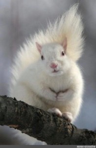 Create meme: albino squirrel, white squirrel, white squirrel