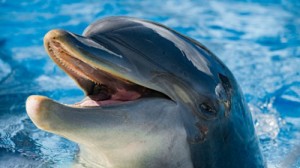 Создать мем: невероятные факты, дельфины черного моря, факты о дельфинах