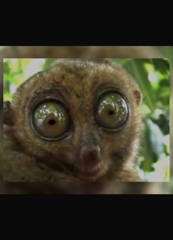 Create meme: goggle eye , big-eyed lemur, lemur eyes