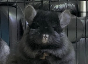 Create meme: chinchilla grey, chinchilla