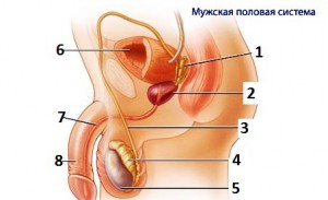 Создать мем: органы мужской половой системы, строение мужской половой системы, половые органы