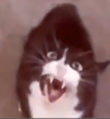 Create meme: screaming cat, cat funny , cat yells meme