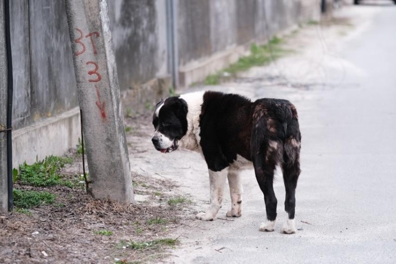 Create meme: dog Central Asian shepherd, Central Asian shepherd dog , alabai central Asian shepherd