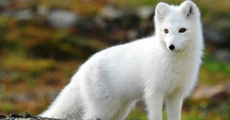 Create meme: Fox , arctic fox (polar fox), white arctic fox