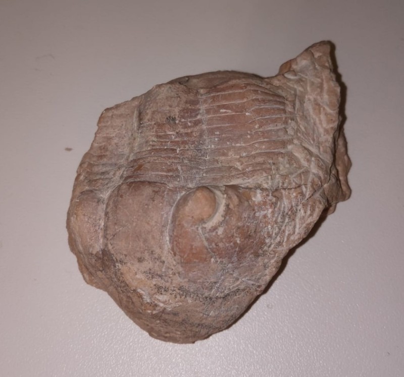 Create meme: shell fossils, trilobite fossils, fossils