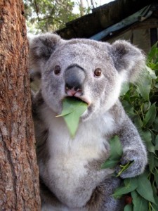 Создать мем: Удивлённый коала