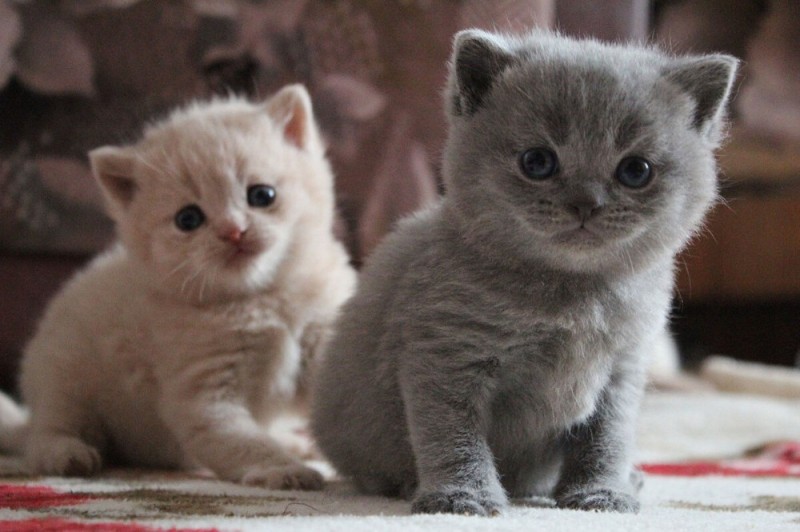 Create meme: fold kittens , kitties , the british kitten