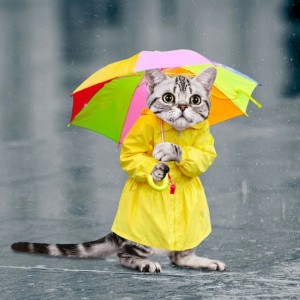 Create meme: sad cat in the rain, Cat, cat under umbrella figure