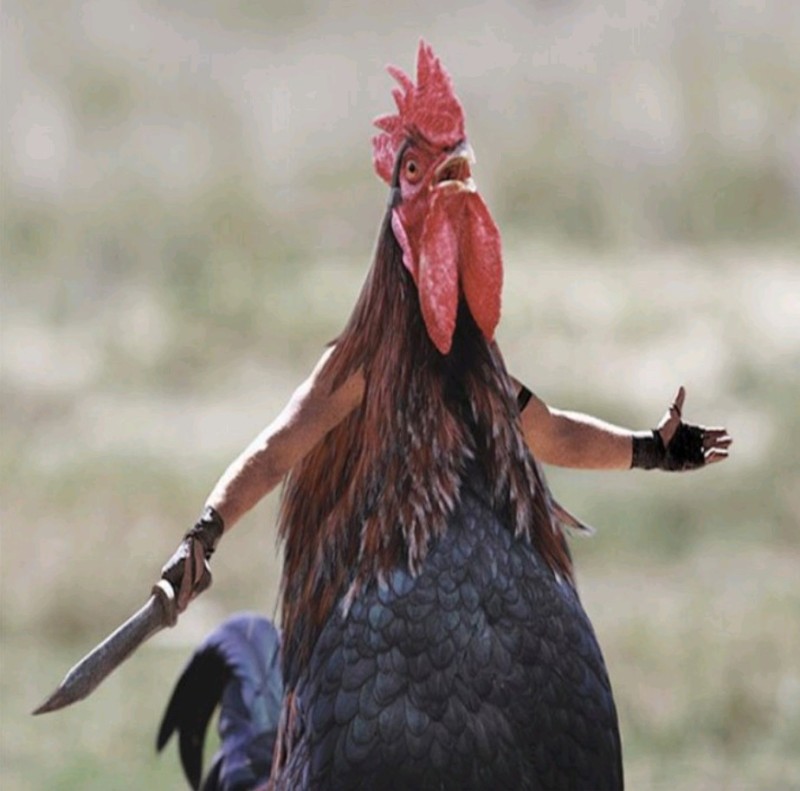 Create meme: fighting cock, the cock is homemade, a cock with a tail