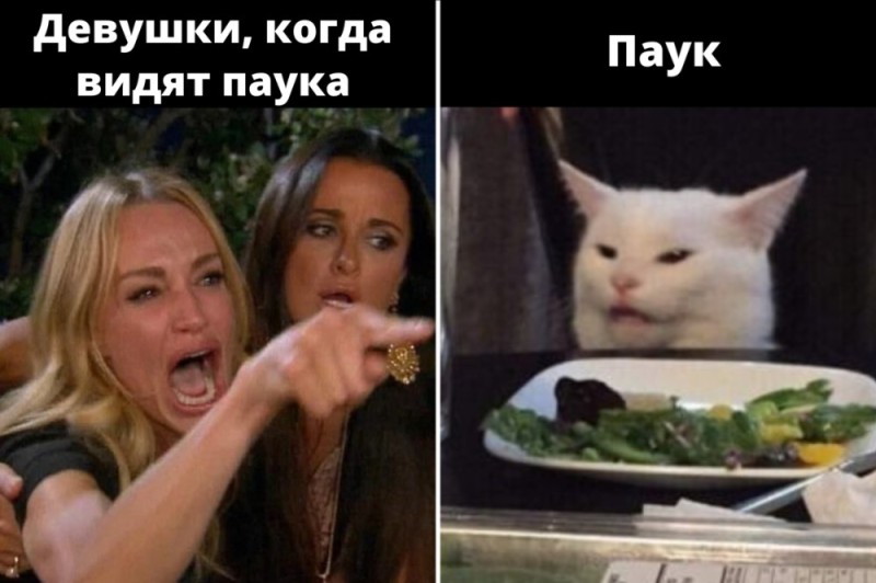 Создать мем: мем с двумя девушками и котом, женщина кошка мем, мем девушки и кот