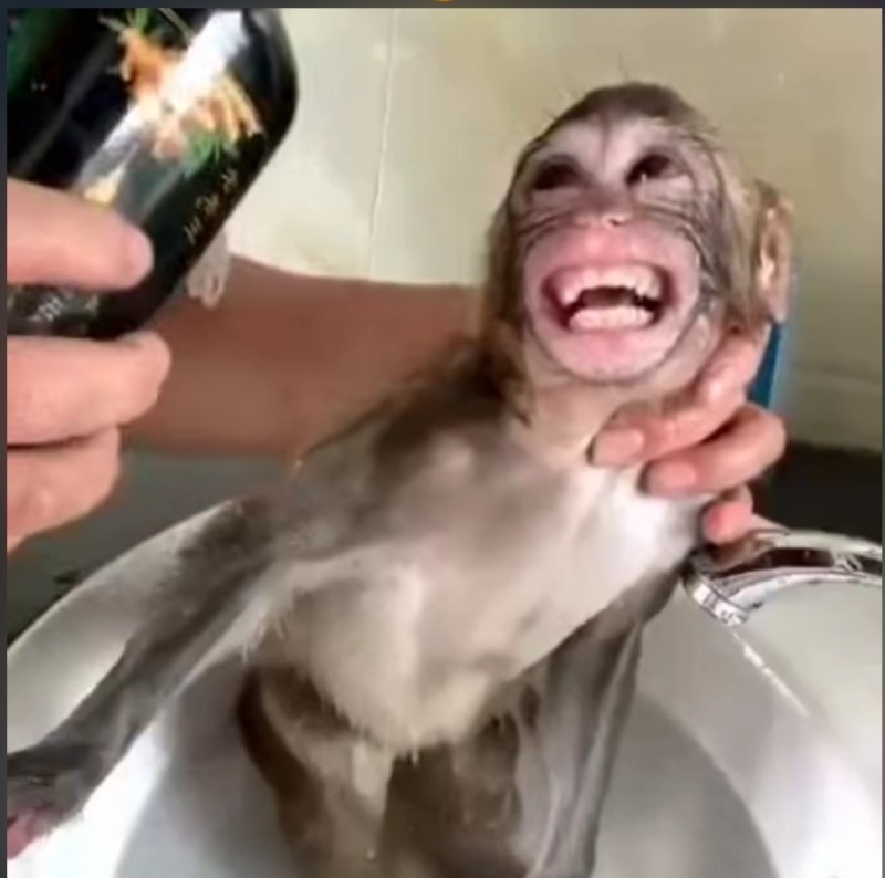 Создать мем: обезьянка принимает ванну, обезьяна, домашние обезьянки