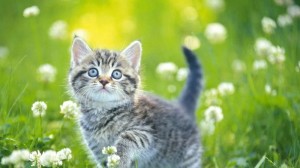 Создать мем: cute cat, котик в траве, красивый котенок