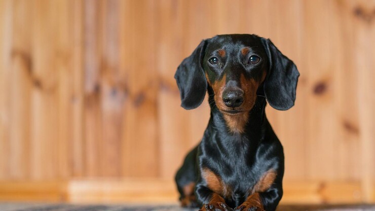 Create meme: puppies fees, the smooth-haired Dachshund , breed Dachshund