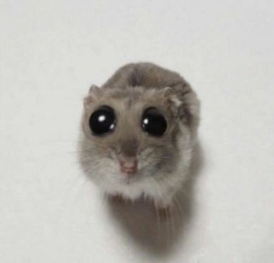 Create meme: hamster , animals cute, hamster meme