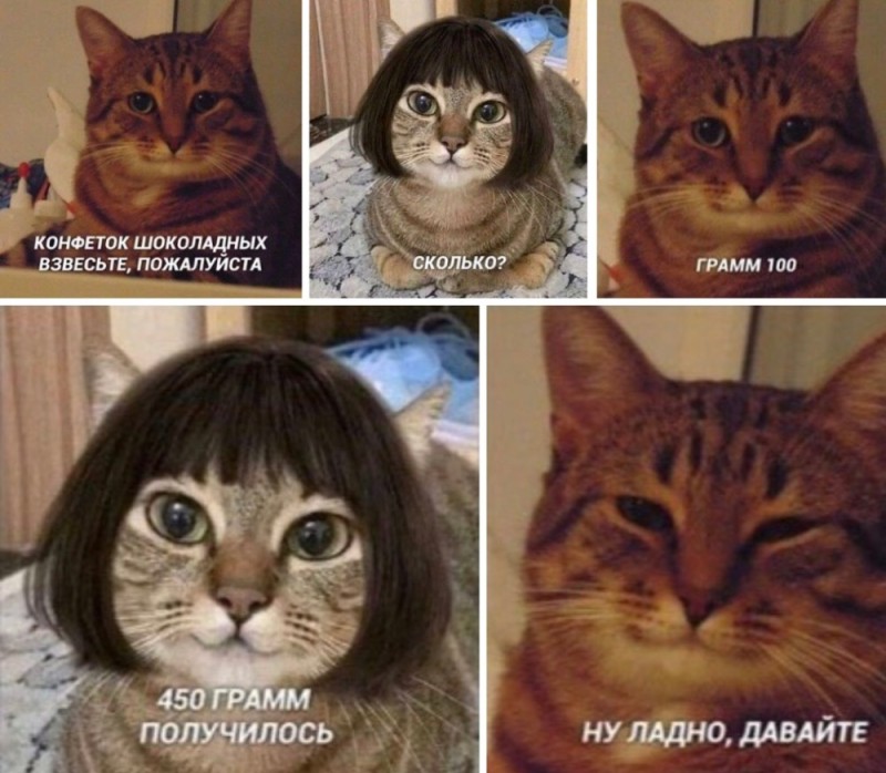 Создать мем: мемы, кот, мем кошка