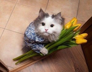 Create meme: kitten with a bouquet of flowers, cat with a bouquet of flowers, cat with flowers