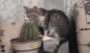 Create meme: seals, cat, cactus cat