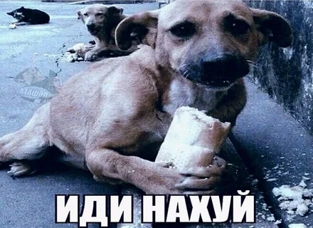 Create meme: meme dog , dog with bread meme, poor dog