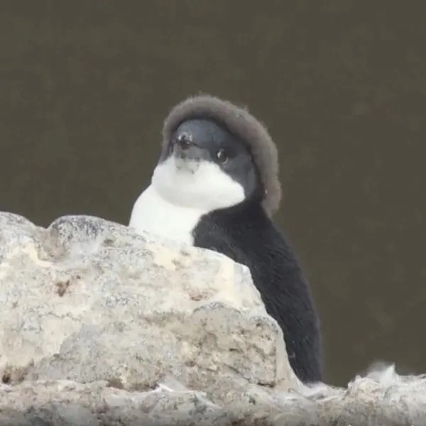 Создать мем: пингвин с пингвиненком, пингвинята, пингвины пингвин