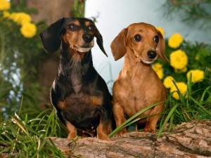 Create meme: dog breeds photo, dog Wallpapers Dachshund, dachshund
