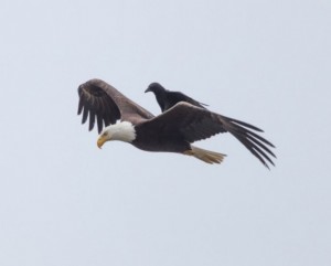 Создать мем: птицы, bald eagle, орел и ворона