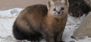 Create meme: marten, sable