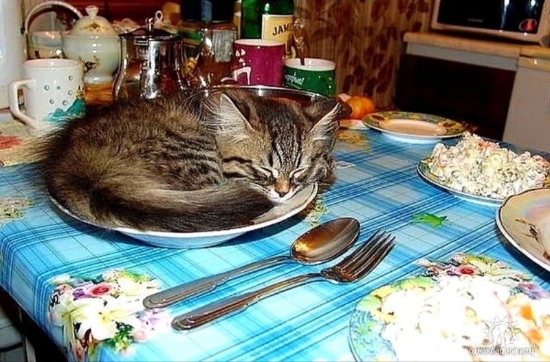 Create meme: cat in the bowl, the cat sleeps in a plate, cat 