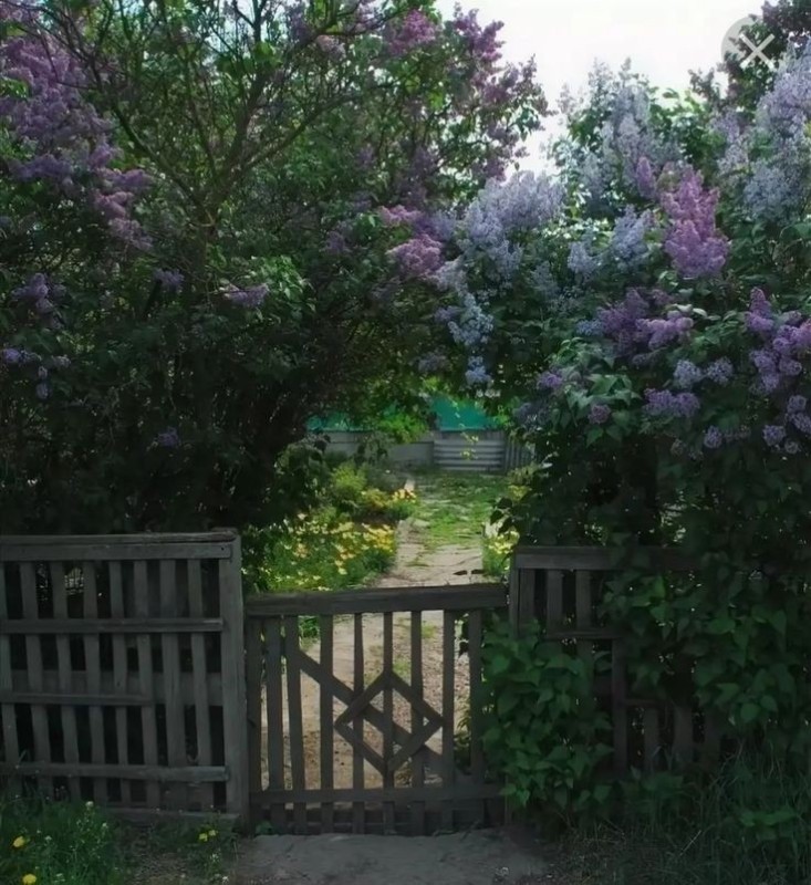 Create meme: lilac bush, lilac lilac bush, blooming lilacs