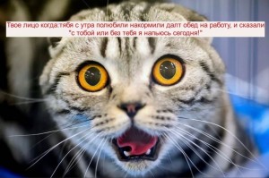 Create meme: the surprise of the cat, cat funny, the surprised cat