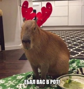 Create meme: a pet capybara, the capybara