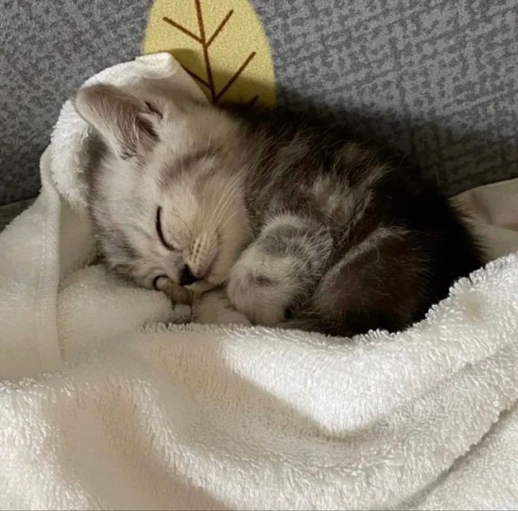 Create meme: sleeping kitten, cute kittens, cute cats 