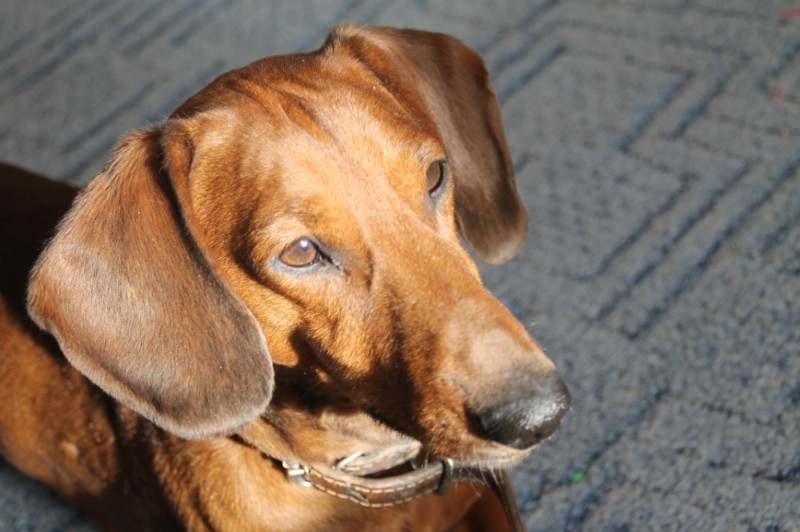 Create meme: Dachshund , a dog of the hound breed, dog Dachshund