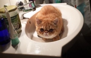 Create meme: cat exotic, the cat in the sink, cat