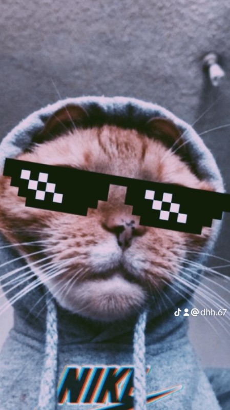 Create meme: cat , a cat in a hood, seals 