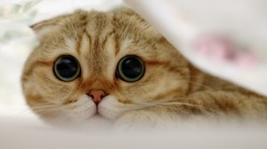 Create meme: cute cats, eyes of a cat