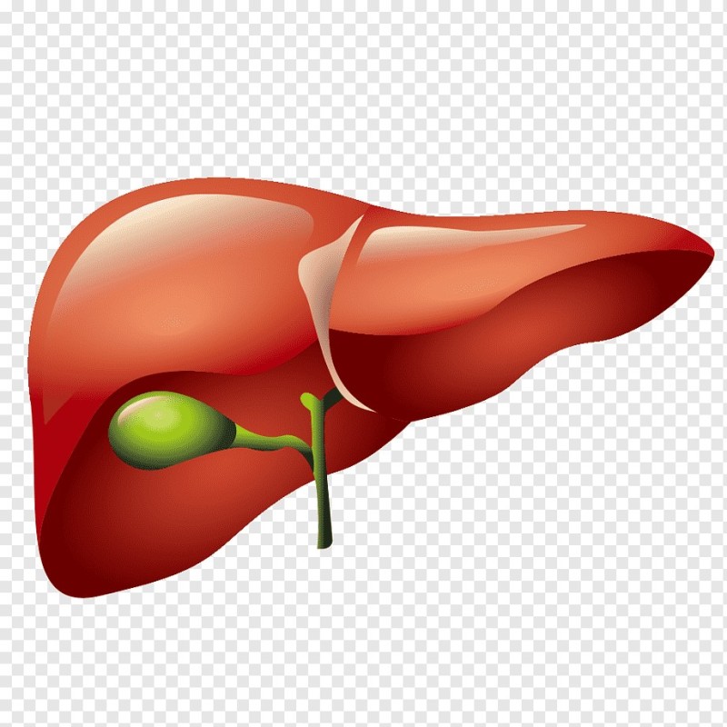 Create meme: liver, drawing of the liver, gallbladder vector