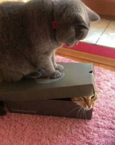 Create meme: funny animals, cat and box, cat